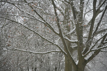 Schneelandschaften