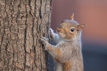 Fototapeta na wymiar squirrel on a tree