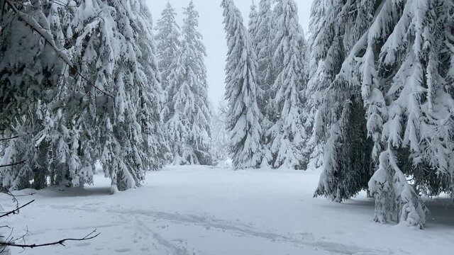 For&ecirc;t de sapins enneig&eacute;e en hiver au Mont Dore, Auvergne