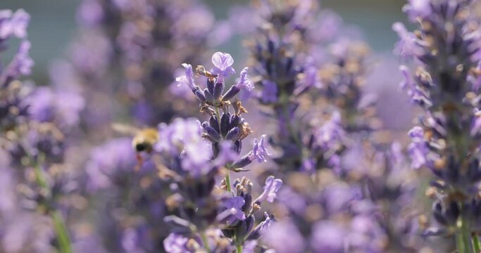 Lavender flowers pollinated by honey bees