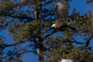 Bald Eagle in Eleven Mile Canyon