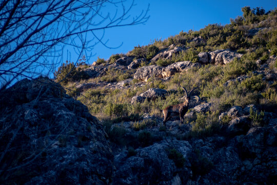 Iberian Ibex macho solitaria en las montañas aragonesas durante un atardecer de invierno