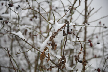 Schneelandschaften