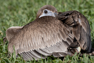 Juvenile Florida Brown Pelican Walking laying in the grass with beak tucked behind it's wings at indian river side park in stuart florida
