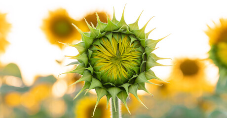 Close-up sunflower that has not bloomed in the field against the sky. Beautiful sunflower close-up