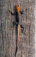 Straight on full body photo of an read headed agama lizard climbing a palm tree at indian river side park in stuart florida - obrazy, fototapety, plakaty