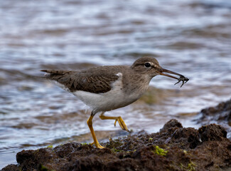 Sand Piper running  on Top of Rocks and trying to feed next to Shore Line of Indian River Side Park in Stuart Florida