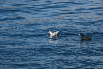 seagull floating in the sea