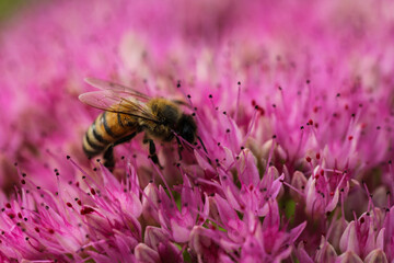 bee on flower