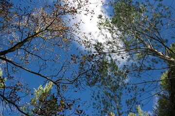 green and brown trees into a blue sky background