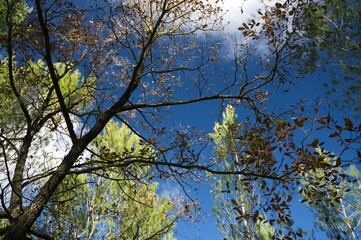 green and brown trees into a blue sky background