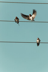 bird, barn swallow, barn swallow, swallow, Hirundo rustica, nature © Krystian