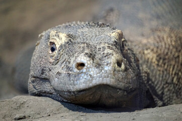 Varanous from Komodo Island (Indonesia) - close-up photograph