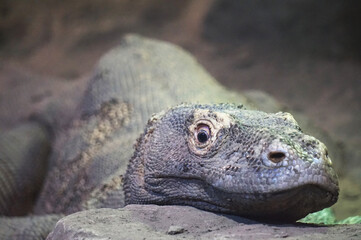 Varanous from Komodo Island (Indonesia) - close-up photograph