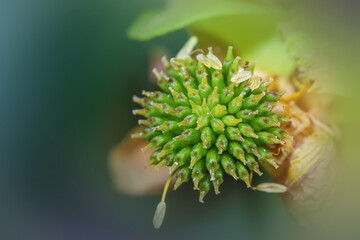 Close up shot of onion flower
