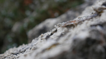 ants on a rock