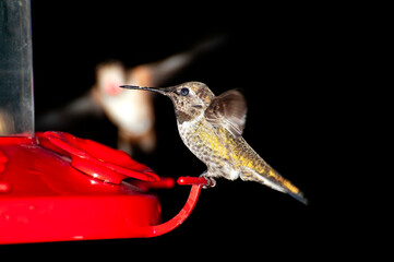 Hummingbird landing on a feeder