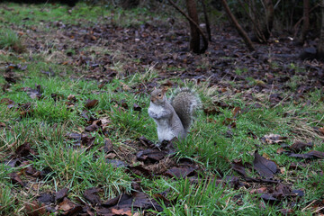 squirrel in the forest