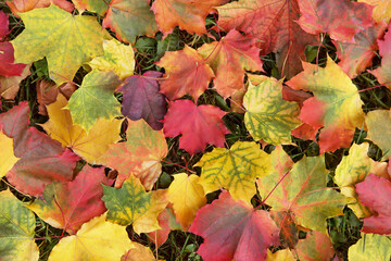 Fall colorful autumn maple leaves background texture
