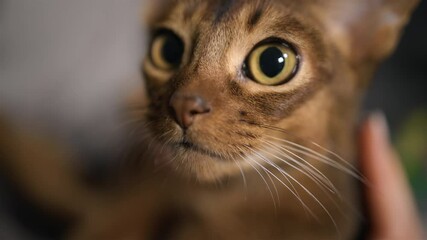 Macro view: Young Abyssinian cat looking at camera with wide open eyes