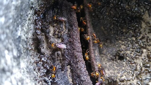 salvador, bahia, brazil - january 3, 2021: bee hive jatai, stingless bee - is seen in the city of Salvador.