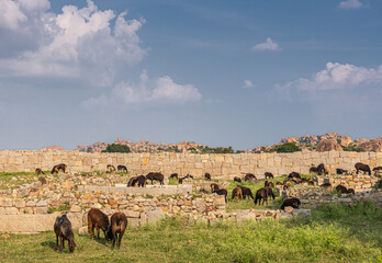 Hampi, Karnataka, India - November 4, 2013: Royal Enclosure. Herd of black-brown goats grazing in green landscape with beige stone ruins and walls under blue cloudscape.