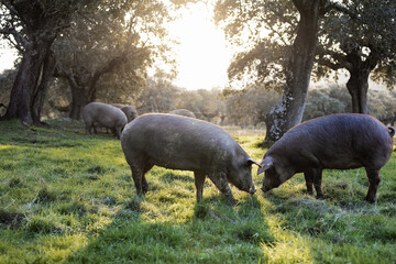 Iberian pigs eating in the middle of nature - 402920360