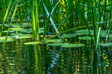 Krakow am See, Krakower See, Mecklenburgische Seenplatte, Spiegelungen, gekräseltes Wasser
