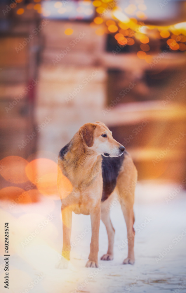 Poster Red-haired dog in full growth in winter