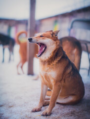 Ginger dog sits and yawns in winter