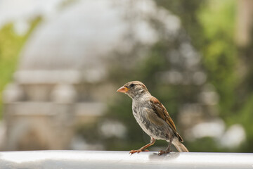 Little sparrow perched in front of mosque. Birds outside summer time. 