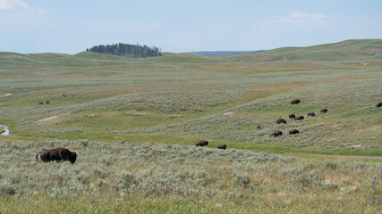 herd of Bison