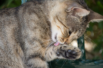 Cute cat is washing itself with tongue in the garden