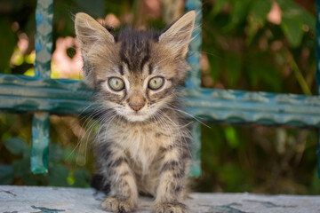 Naklejka na ściany i meble Small cute tabby kitten outdoors summer time