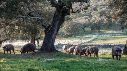 Iberian pigs eating in the middle of nature - 402922168