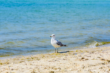 Sea gull on sandy beach at seaside