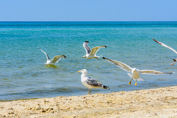 Sea gulls on sandy beach at seaside