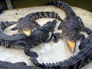 Crocodiles