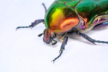 Rose chafer, Cetonia aurata, isolated on white background. Beautiful iridescent beetle. Extreme macro.