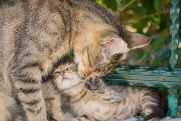 Mother cat cleaning kitten by tongue