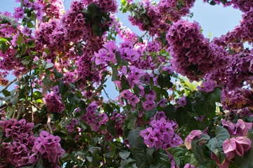 Fototapeta premium Bougainvillea tree with pink flowers and blue sky