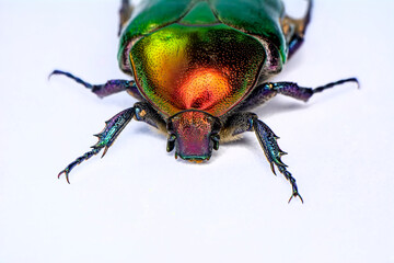 Rose chafer, Cetonia aurata, isolated on white background. Beautiful iridescent beetle. Extreme macro.