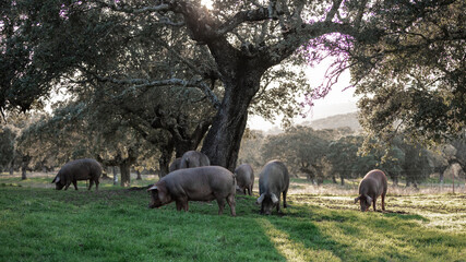 Iberian pigs eating in the middle of nature - 402923114