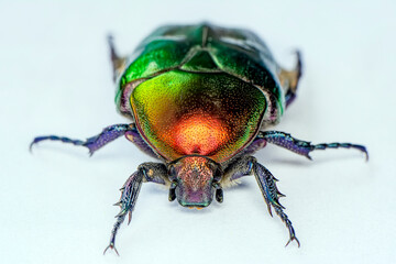 Rose chafer, Cetonia aurata, isolated on white background. Beautiful iridescent beetle. Extreme macro.
