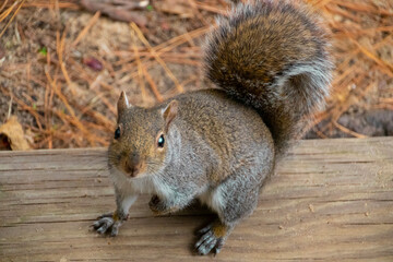 Squirrel sitting on deck looking out in the distance 