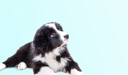 Cute black dog on a pastel background. Border Collie puppy, purebred dog, the smartest dog in the world.