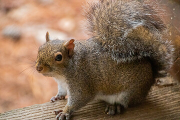Squirrel sitting on deck looking out in the distance 