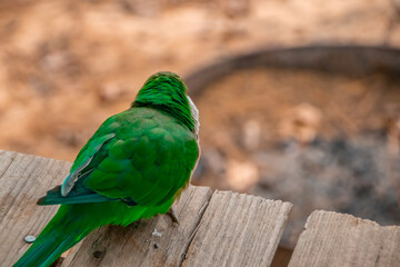 Quaker parrot sitting in the wild on deck