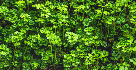 Parsley background with copy space available.