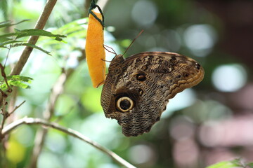 Fototapeta premium butterfly on leaf